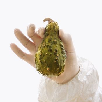 Hand wearing white rubber glove holding green textured gourd.