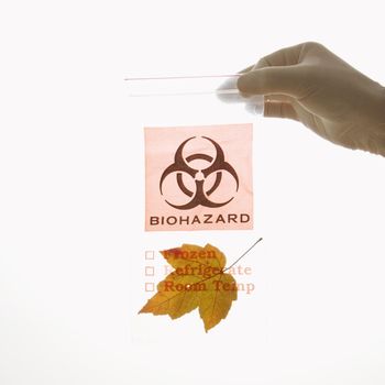 Hand wearing white rubber glove holding plastic biohazard bag containing orange Maple leaf.