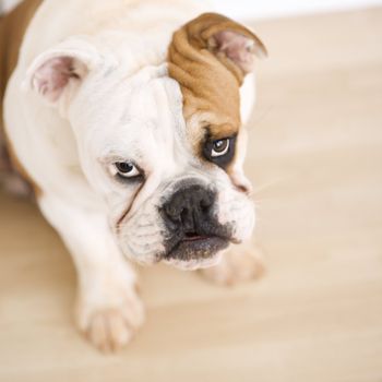 English Bulldog sitting on wood floor looking up at viewer.