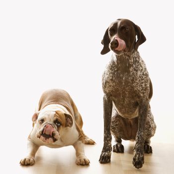 English Bulldog and German Shorthaired Pointer sitting licking lips.