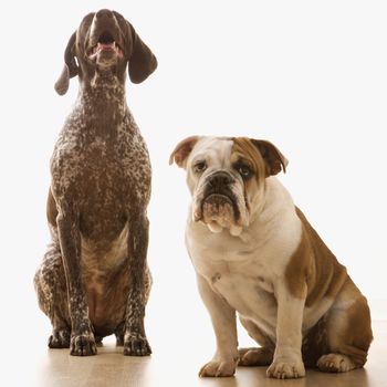 English Bulldog and German Shorthaired Pointer sitting.