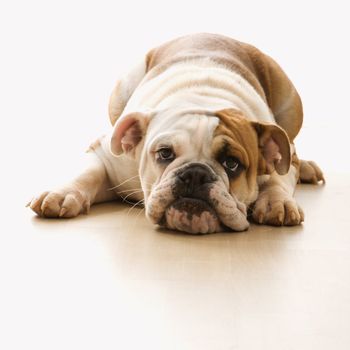 English Bulldog lying on floor looking at viewer.