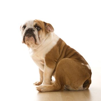 English Bulldog sitting on floor looking at viewer.