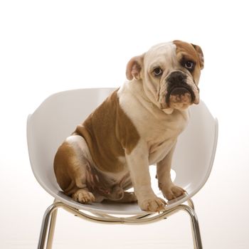 English Bulldog sitting in modern chair looking at viewer.