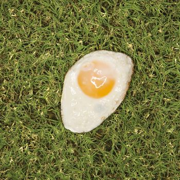 Fried egg in grass.