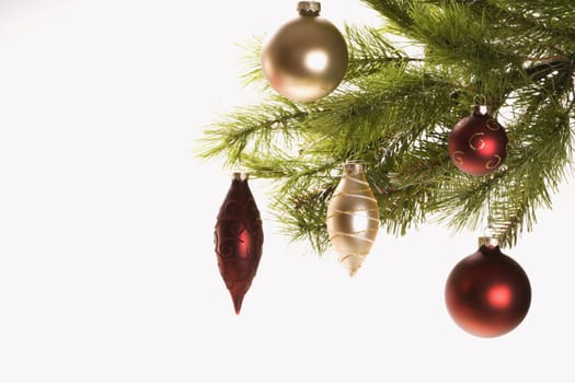 Still life of red and gold Christmas ornaments hanging from pine branch.