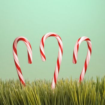 Still life of three upright candy canes in grass.