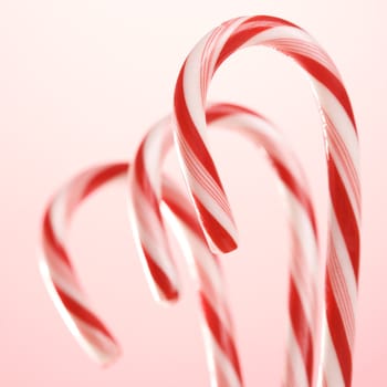 Still life of three candy canes.