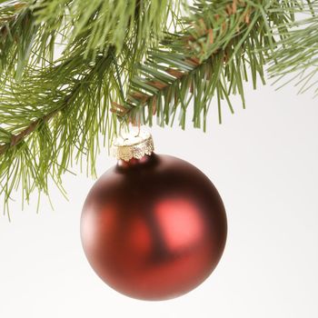 Still life of round red Christmas ornament hanging from pine branch.