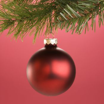 Still life of round red Christmas ornament hanging from pine branch.