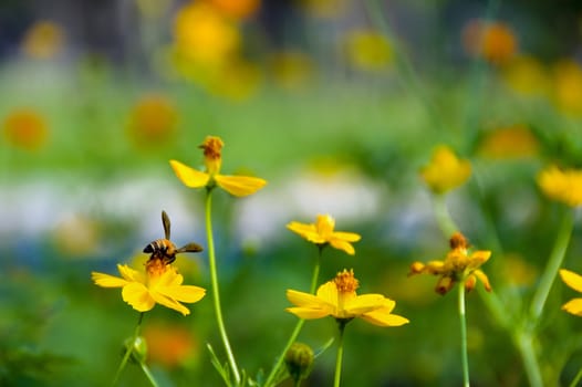 yellow flowers