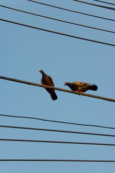 pigeongs on wire