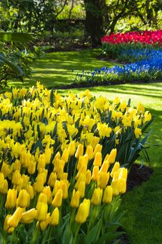 Yellow, blue and red spring flowers  in park on april morning