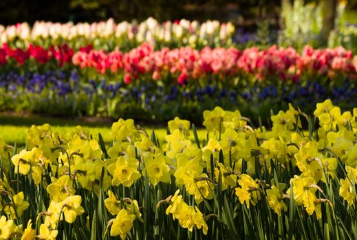 Yellow daffodils and tulips in park in spring