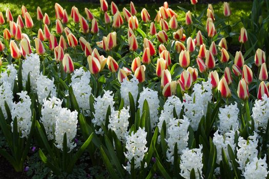 Tulips and hyacinths in first morning sunlight on april day