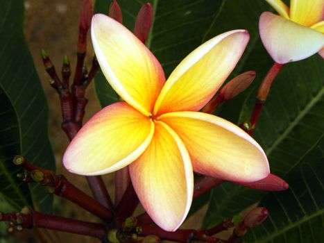 plumeria jasmin in nature