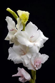 Shot (detail) of the sword lily (gladiolus)