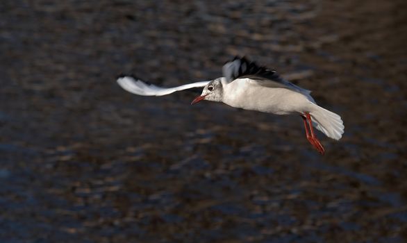 Shot of the flying gull - laughing gull