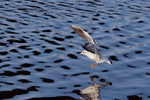 Shot of the flying gull - laughing gull