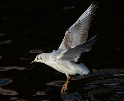 Shot of the flying gull - laughing gull