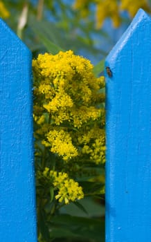 The image of the fly sitting on a fence