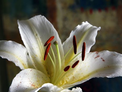 White lily on a dark background