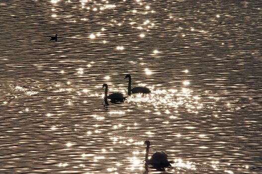 Shot of the swan on the water