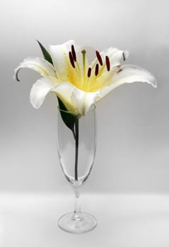 Glass with a flower on a grey background