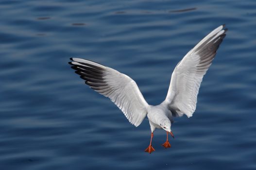 Shot of the flying gull - laughing gull