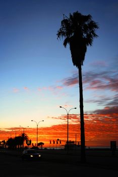 Palm trees silhouettes in the promenade at sunrise. Montevideo, Uruguay