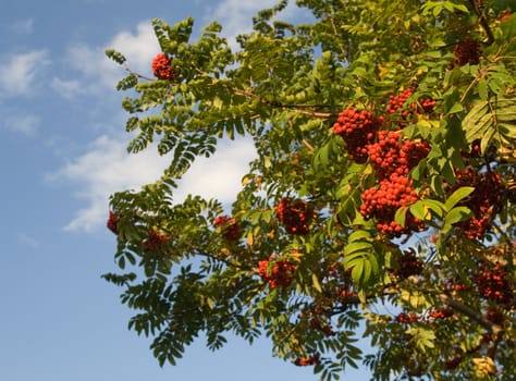 Bunch of mountain ash with red berry over blue sky background