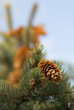 Closeup image of cone on fir-tree branch. Selective focus