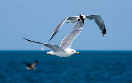 Blue sky and sea with flaying seagulls