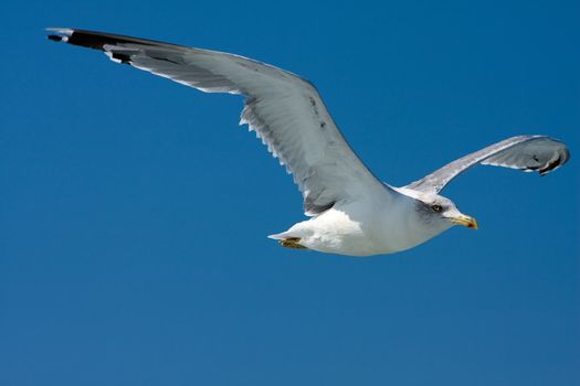 Blue sky with flaying seagull