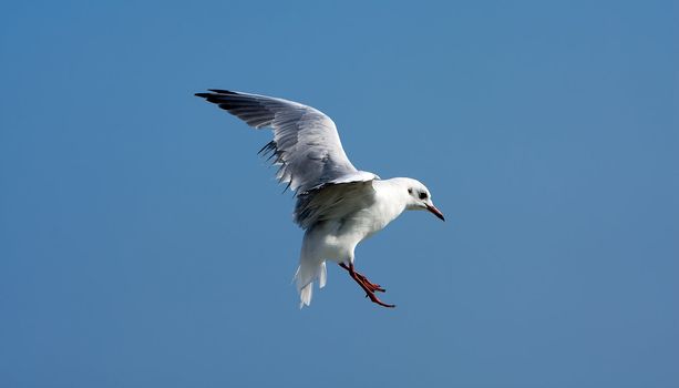 Blue sky with flaying seagull