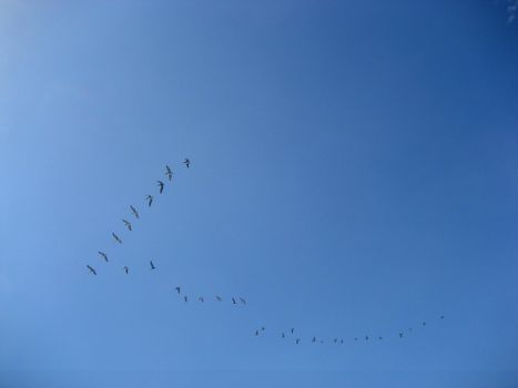 A flock of pelicans flying in V formation
