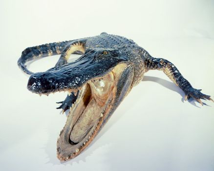 Alligator with jaws open on white
