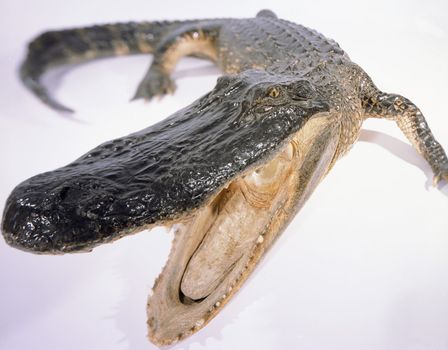 Alligator closeup with jaws open on white
