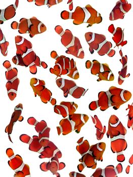 Collage of clownfish percula on white
