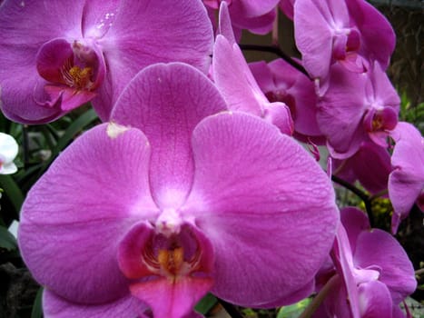 Purple Orchid closeup
