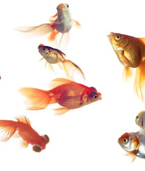 Multiple goldfish on white background.
