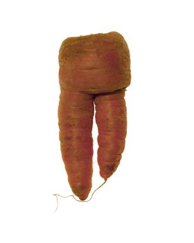A strangely shaped carrot on a white background
