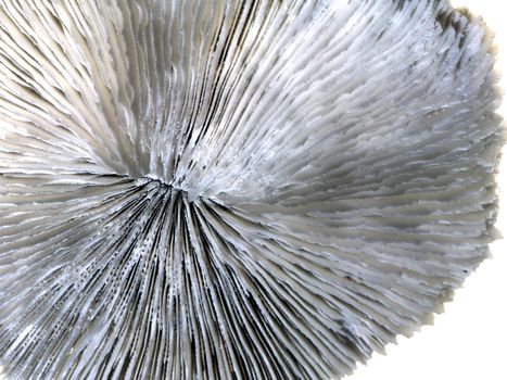 Mushroom coral closeup on white 
