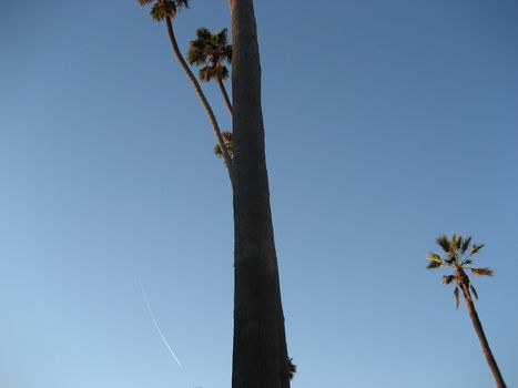 Palm tree against blue sky with plane plume trail
