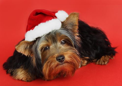 little cute yorkshire dog with xmas santa hat