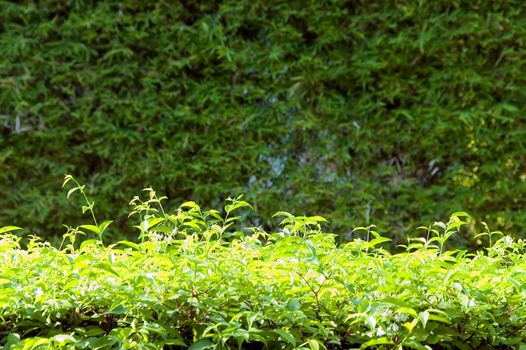 green fence