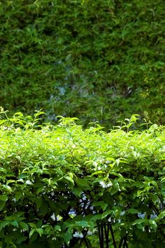 green fence