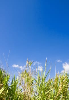 Beautiful Mediterraneanreeds over a deep blue sky