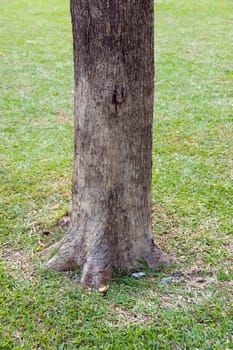 tree trunk