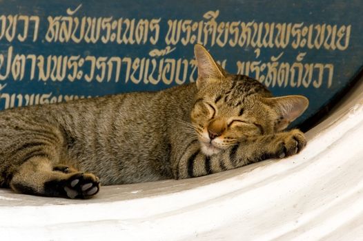 sleeping cat